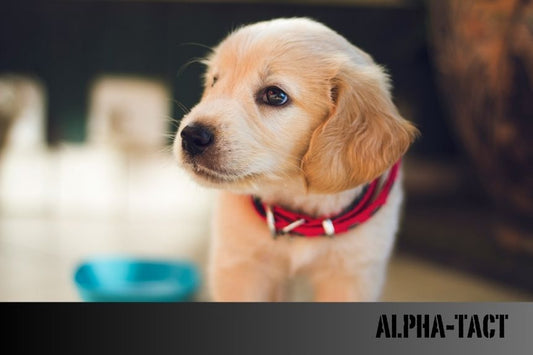 En İyi Köpek Maması Sıralaması: 2024 Güncel Rehberi