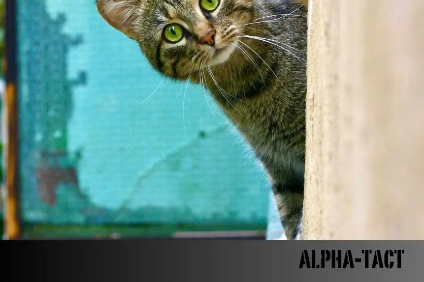 Hamile-Kedilerde-İlaç-Kullanımı-Bilmeniz-Gerekenler Alpha-Tact