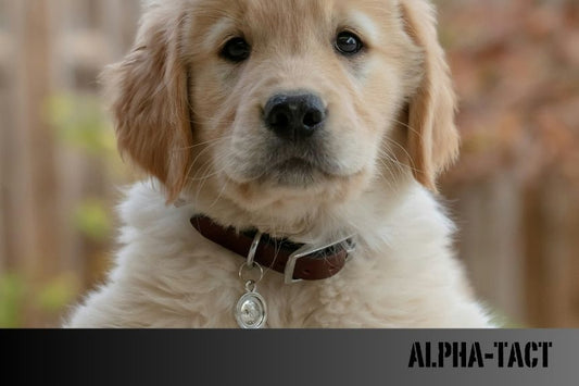 Dünyadaki En Güçlü 10 Köpek Cinsi