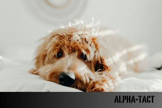 Köpek Uyutma: Etik, Yöntemler ve Süreç
