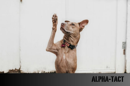 Köpek Sahiplerinin Bilmesi Gereken Yasal Haklar ve Sorumluluklar
