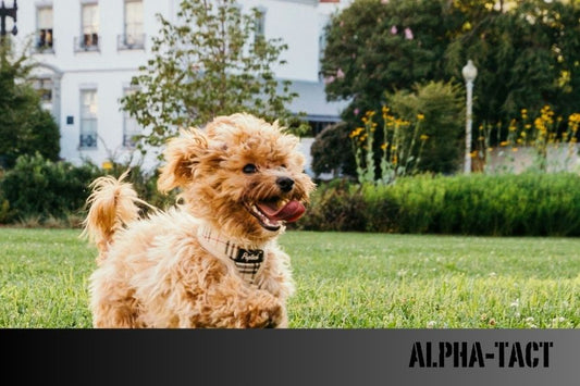 Köpek Traşı Fiyatları: 2025 Güncel Liste ve Tasarruf İpuçları
