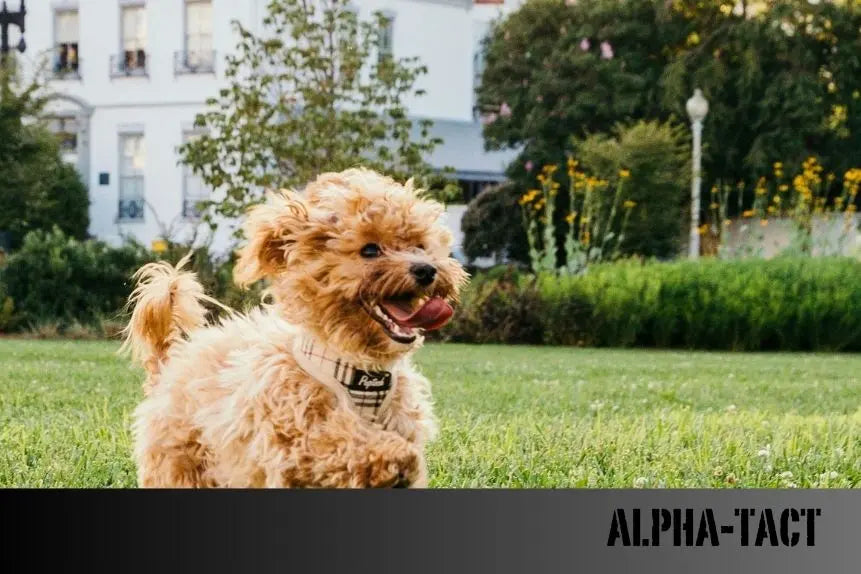 Köpek-Traşı-Fiyatları-2025-Güncel-Liste-ve-Tasarruf-İpuçları Alpha-Tact