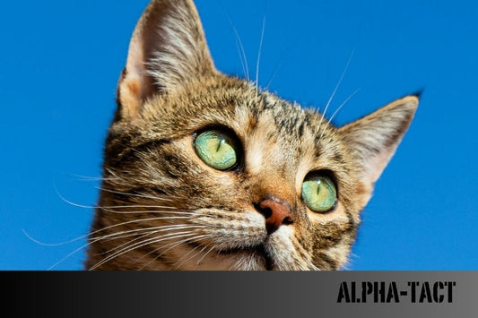 2025'te Türkiye’den Birleşik Arap Emirlikleri’ne Kedi ve Köpekle Gitmenin Koşulları, Belgeler ve Ücretler