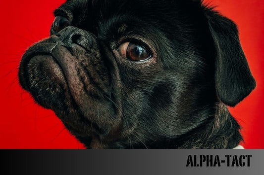 Köpekler Neden Aynı Yeri Koklar? Gizemli Davranışların Arkasındaki Bilim