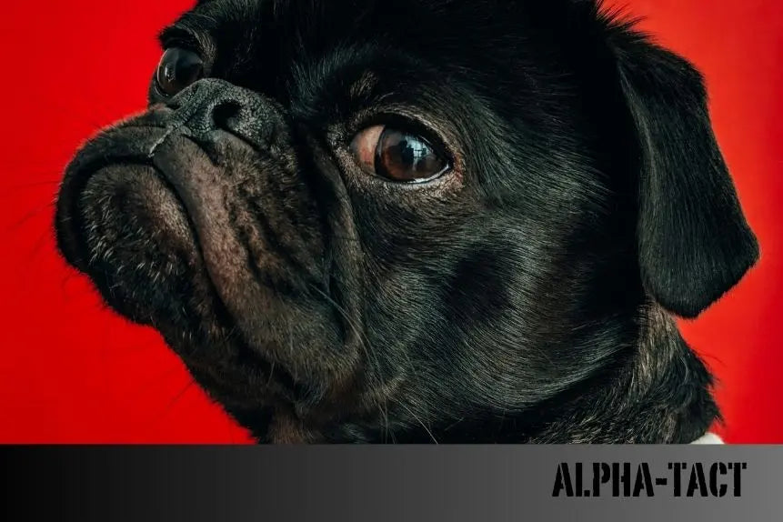 Köpekler-Neden-Aynı-Yeri-Koklar-Gizemli-Davranışların-Arkasındaki-Bilim Alpha-Tact