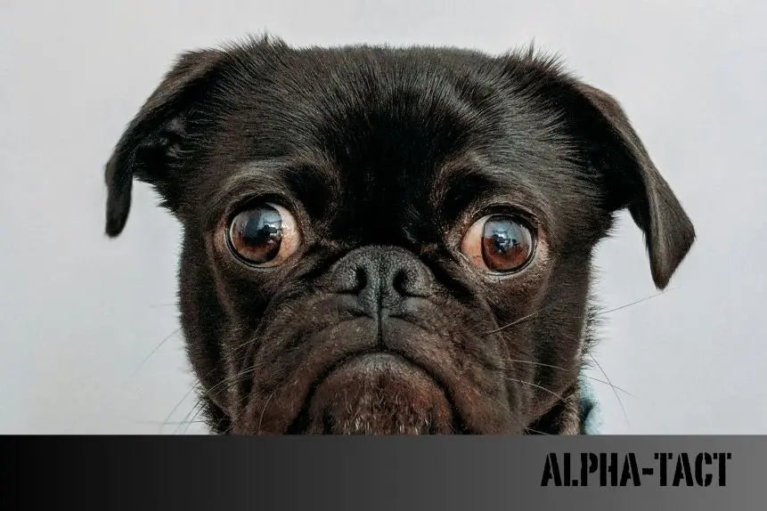 Köpekler-İçin-Doğal-ve-Ev-Yapımı-Oyuncaklar-Kendin-Yap-Fikirleri Alpha-Tact