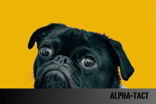 Köpek ve Kedi Dış Parazit Damlası (Pire Damlası) Nasıl Uygulanır?