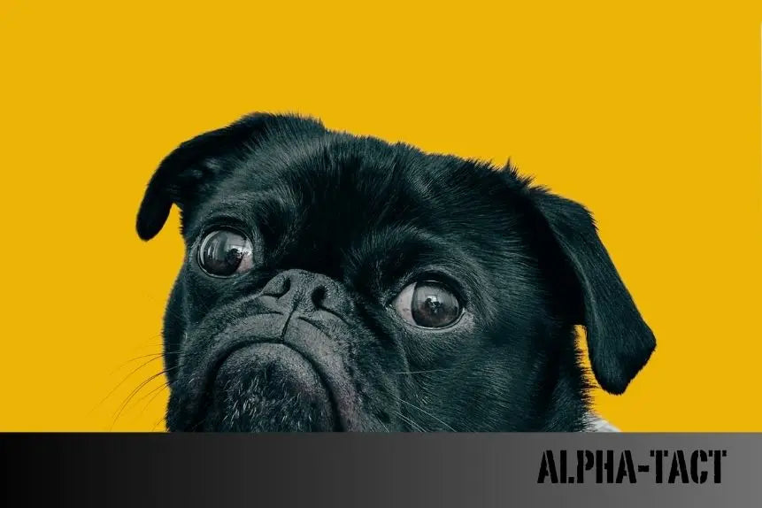 Köpek-ve-Kedi-Dış-Parazit-Damlası-Pire-Damlası-Nasıl-Uygulanır Alpha-Tact