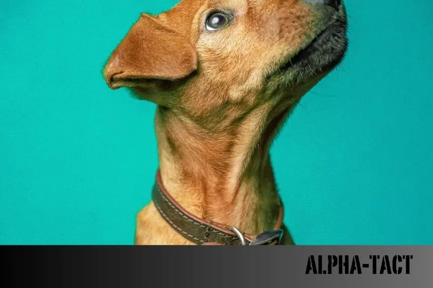 Kedi-ve-Köpeklerde-Mikroçip-Affı-Hayvan-Sahiplerini-Bekleyen-Düzenlemeler Alpha-Tact