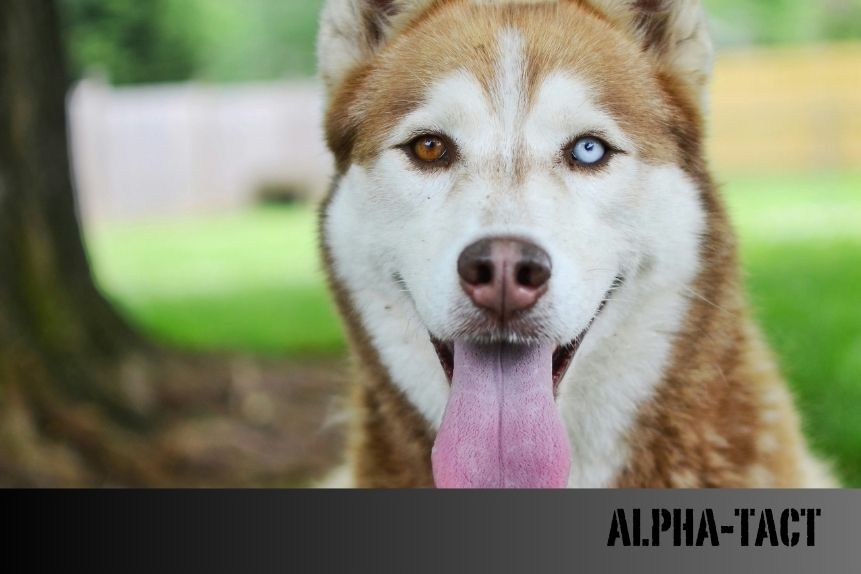 Köpek Burcu: Kişilik Özellikleri, Uyumluluk ve Astrolojik Etkiler