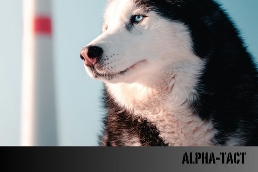 Köpekler Kestane, Havuç, Kayısı, Yumurta, Hurma, Pancar, Kiraz, Ananas, Kabak ve Armut Yer mi?
