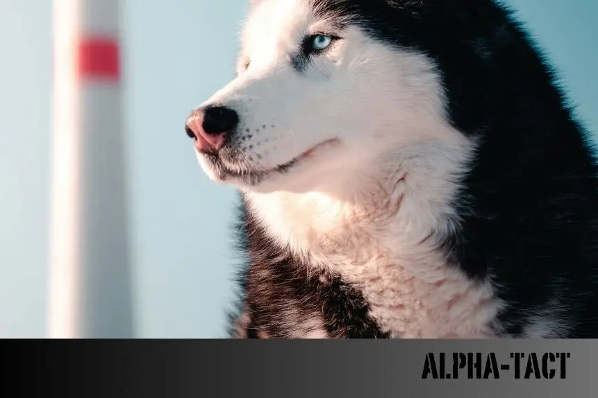 Köpekler-Kestane-Havuç-Kayısı-Yumurta-Hurma-Pancar-Kiraz-Ananas-Kabak-ve-Armut-Yer-mi Alpha-Tact