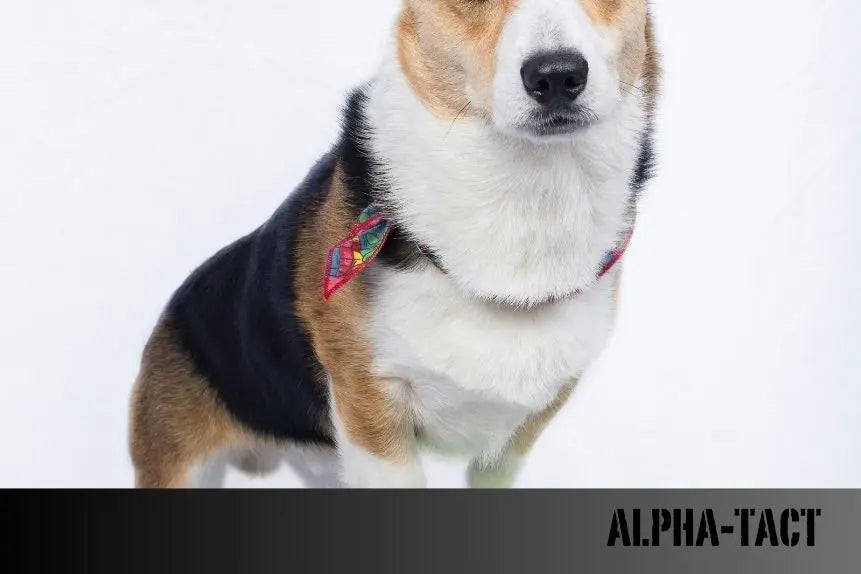 2025-Yılında-Türkiye-den-Fransa-ya-Kedi-ve-Köpekle-Gitmenin-Koşulları-Belgeler-ve-Ücretler Alpha-Tact