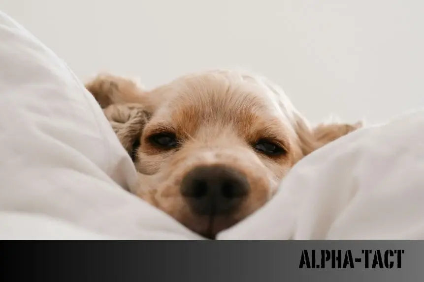 2025-Yılında-Türkiye-den-Almanya-ya-Kedi-ve-Köpekle-Gitmenin-Koşulları Alpha-Tact