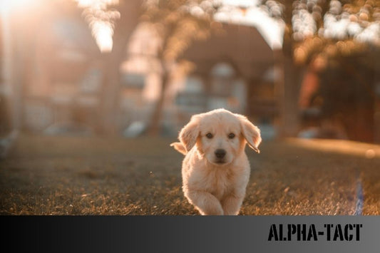 2025 Türkiye’den İngiltere’ye Kedi ve Köpekle Gitmenin Koşulları, Belgeler ve Ücretler