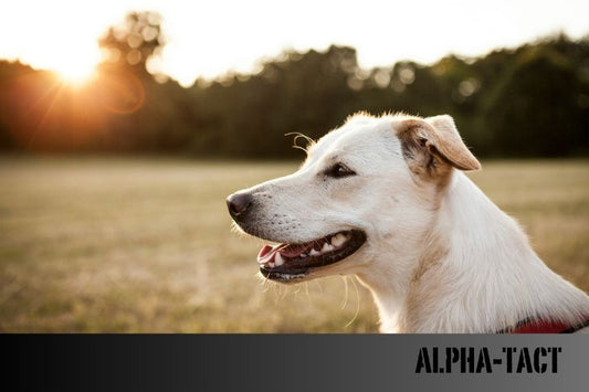 Köpek İsimleri: En Kapsamlı Rehber – 1000+ İsim Önerisi ve Anlamları