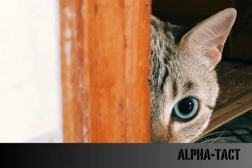 KEDİLERDE-FİP-HASTALIĞI-TEDAVİSİNDE-KULLANILAN-GS-441524-İLE-İLGİLİ-MERAK-EDİLENLER Alpha-Tact