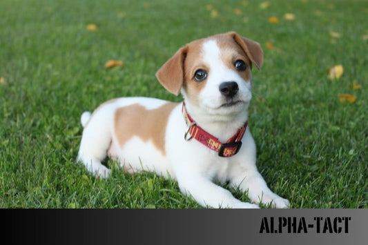 Köpekleri Konu Alan Unutulmaz Filmler: İzleyicilerin Gönlünde Taht Kuran Yapımlar