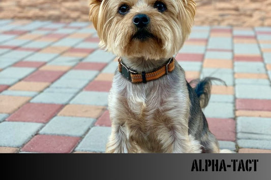 Köpeğim Gözünü Kısıyor: Sebepleri, Belirtileri ve Tedavi Yöntemleri