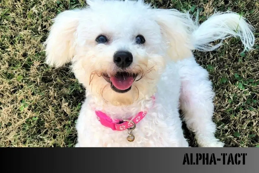 Köpeklerde-Çiftleşme-Bilmeniz-Gereken-Her-Şey Alpha-Tact