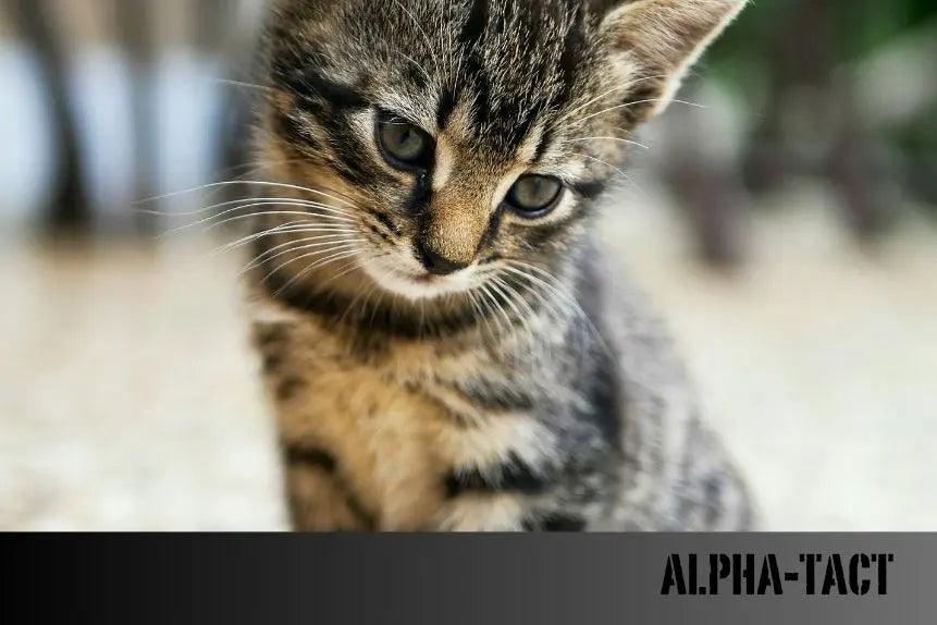 Kedi-ve-Köpek-Pasaportu-ile-Kimlik-Zorunluluğu-Nedir-Nasıl-Alınır-2025-Rehberi Alpha-Tact