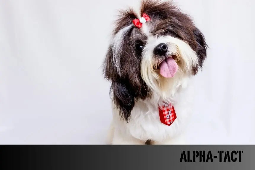 Köpek-Tasması-Seçimi-En-İyi-Tasmanın-Seçimi-ve-Kullanımı Alpha-Tact