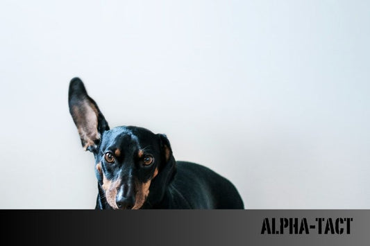Köpek Tasması Nasıl Takılır: Adım Adım Rehber