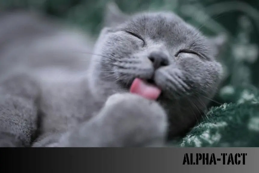 Kedilerde-Yara-Bakımı-İçin-Yapılması-Gerekenler Alpha-Tact