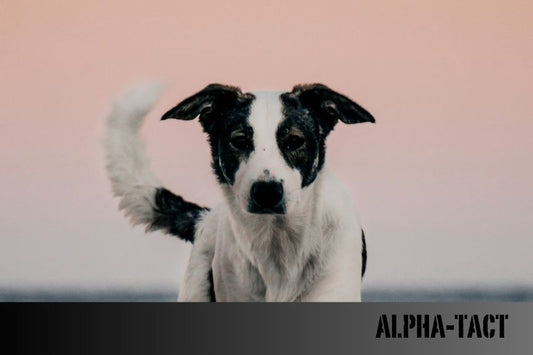 Tüy Dökmeyen, Alerji Yapmayan ve Havlamayan Köpek Irkları