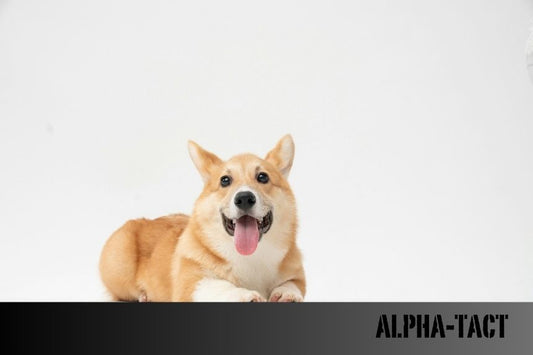 Köpeklerde Kaka Rengi Ne Anlatır?