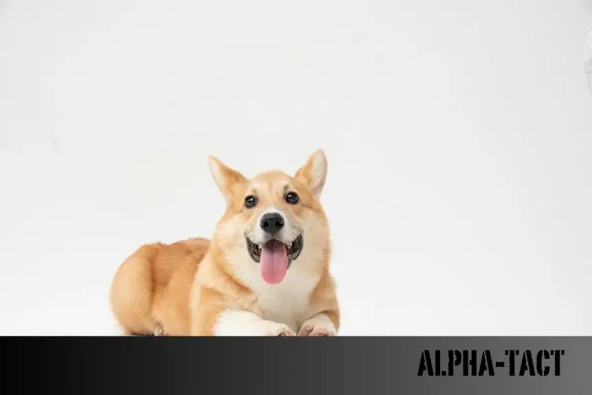Köpeklerde-Kaka-Rengi-Ne-Anlatır Alpha-Tact