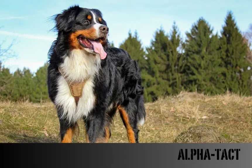 En-İyi-20-Köpek-Mama-Markası-Sağlıklı-ve-Mutlu-Köpekler-İçin-Seçimler Alpha-Tact