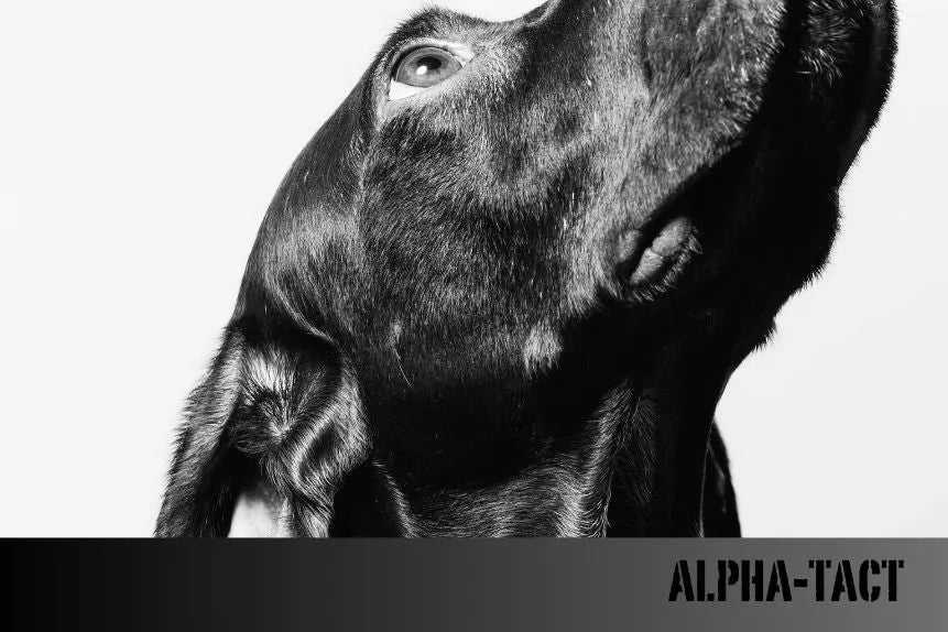 Köpeklerde-En-Sık-Görülen-Cilt-ve-Deri-Hastalıkları Alpha-Tact