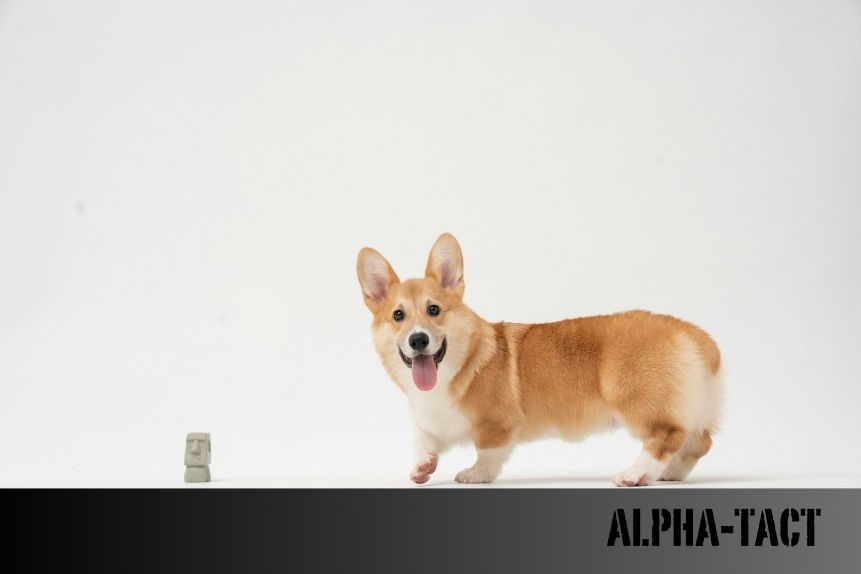 Köpeklerde Burun Rengi Neden Değişir? Sağlık Belirtisi mi, Genetik mi?