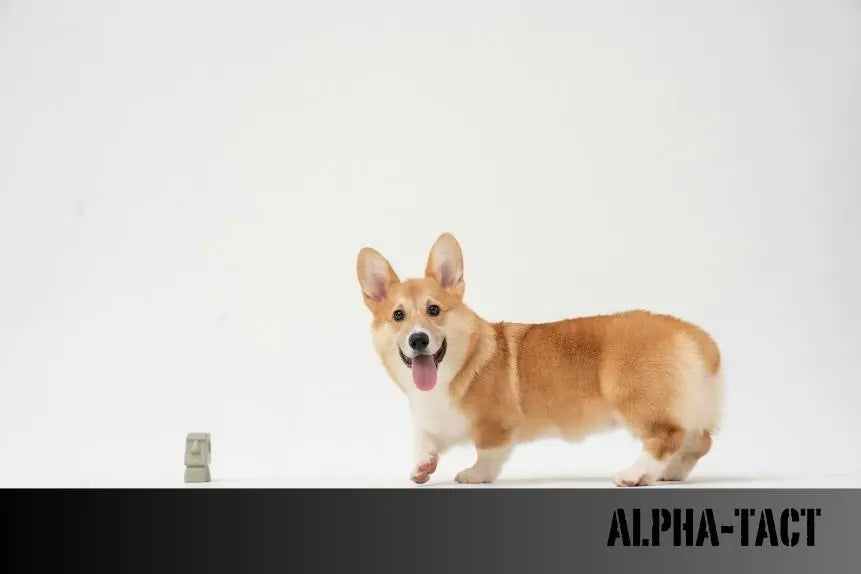 Köpeklerde-Burun-Rengi-Neden-Değişir-Sağlık-Belirtisi-mi-Genetik-mi Alpha-Tact