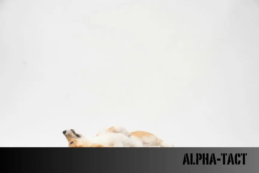 Köpek-Fiyatları-ve-Sahiplendirme-Rehberi Alpha-Tact