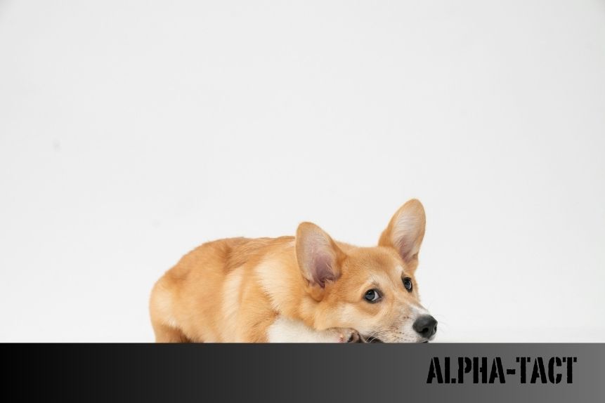 Köpeklerde Deri Altında Yumru: Nedenleri ve Tedavi Yöntemleri