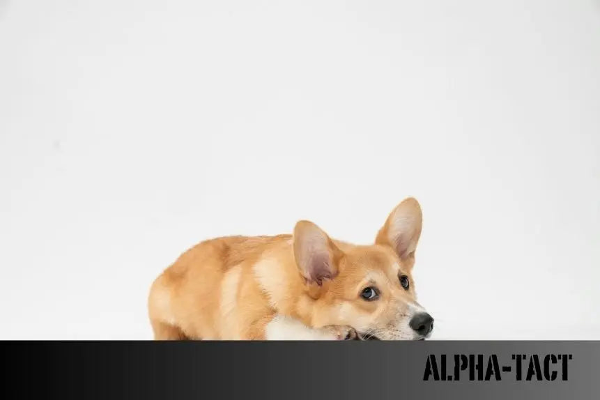 Köpeklerde-Deri-Altında-Yumru-Nedenleri-ve-Tedavi-Yöntemleri Alpha-Tact