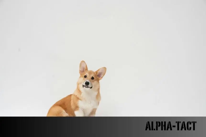 Kedi-ve-Köpeklerde-Parazit-Aşısı-Sonrası-Bilinmesi-Gerekenler Alpha-Tact