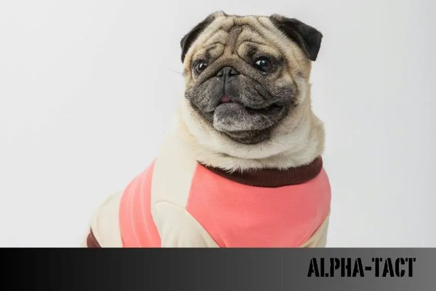 2025-Türkiye-den-Japonya-ya-Kedi-ve-Köpekle-Seyahat-Etmenin-Koşulları-Belgeler-ve-Ücretler Alpha-Tact