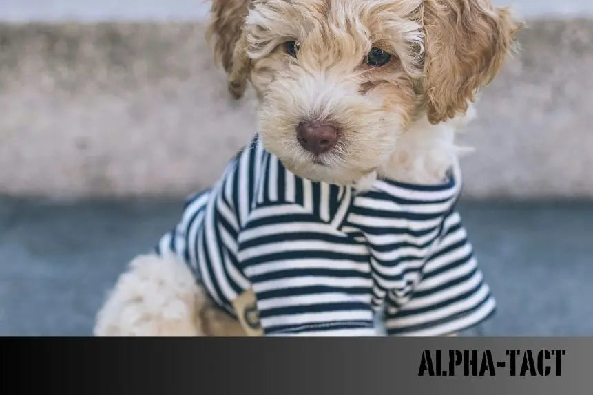Köpeklerin-Memesi-Hakkında-Bilmeniz-Gerekenler-Normal-mi-Hastalık-mı Alpha-Tact