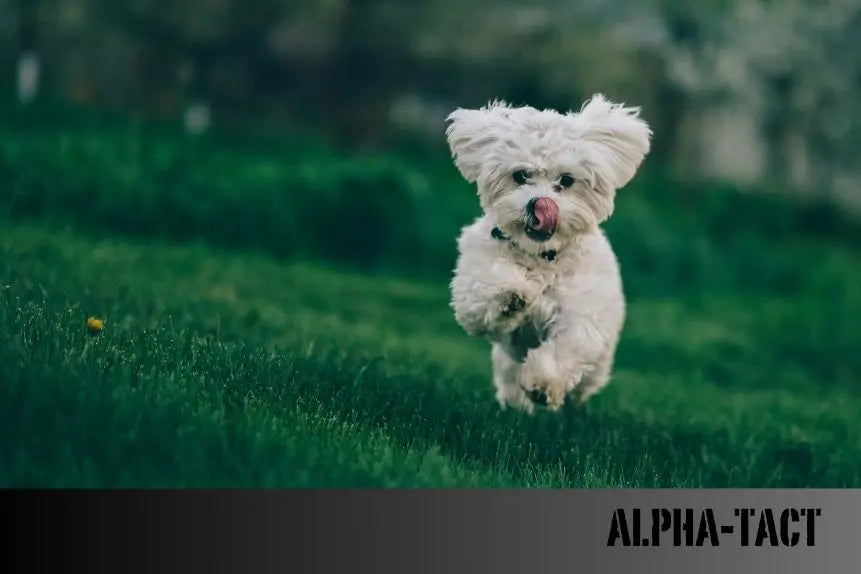 Uluma-Doğanın-Sesi-ve-İletişim-Aracı Alpha-Tact