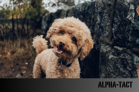 Rüyada Köpek Görmek Ne Anlama Gelir?