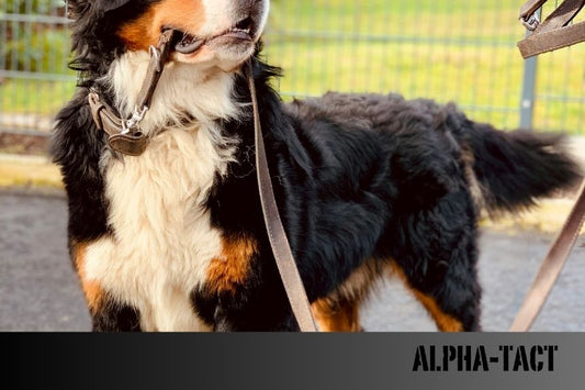 Popüler Köpek Irkları- Özellikleri, Bakım İpuçları ve Seçim Rehberi