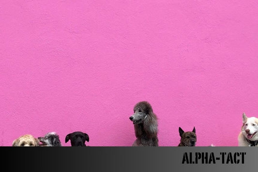 Köpeklerle Güvenli ve Eğlenceli Oyunlar