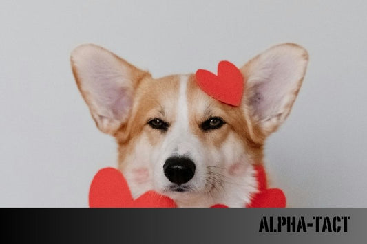 Köpeklerde Sıcak Çarpması: Fark Etmenin ve Önlemenin Yolları