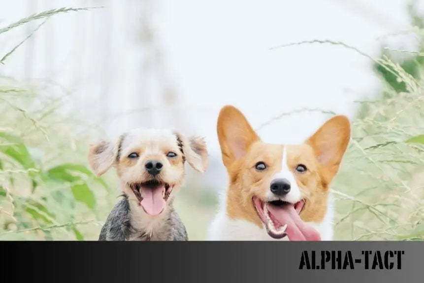 Rüyada-Köpek-Balığı-Görmek-Ne-Anlama-Gelir-Derinlemesine-Yorumlar Alpha-Tact