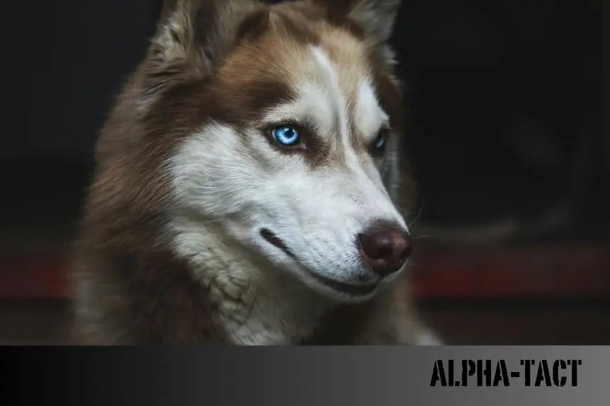 Köpeklerde-Sezgisel-Davranışlar-Zihinsel-Yetenekleri-ve-İçgüdüleri Alpha-Tact