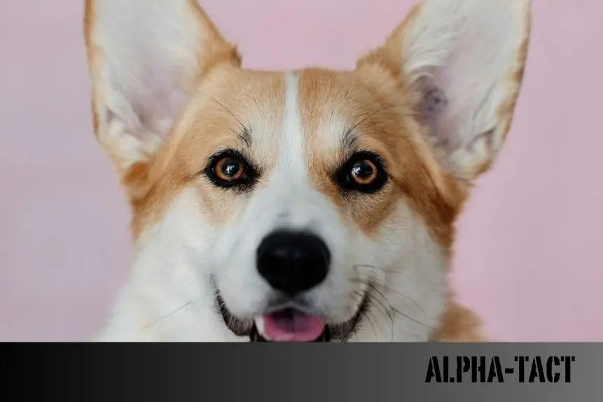 Köpeklerde-Rüya-Döngüleri-Farklı-Irklar-Farklı-Rüyalar-mı-Görür Alpha-Tact